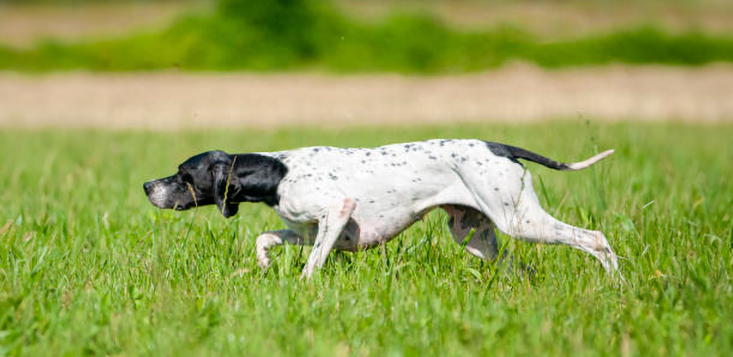 English pointer dog is pointing a bird during a hunting day